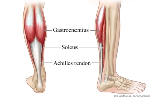 Posterior Calf Muscles